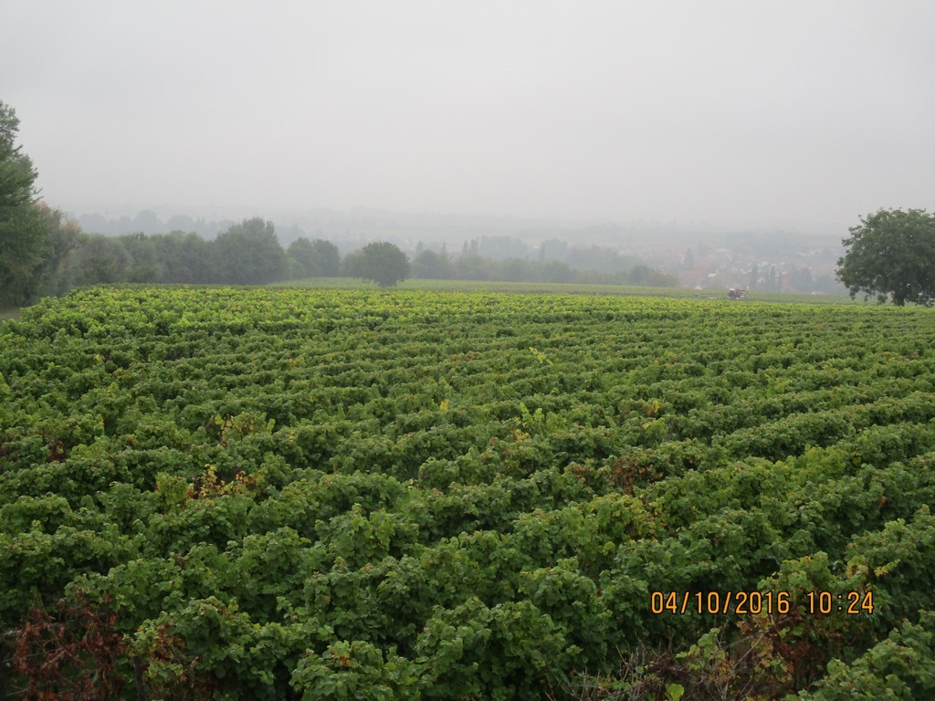 Pfalz